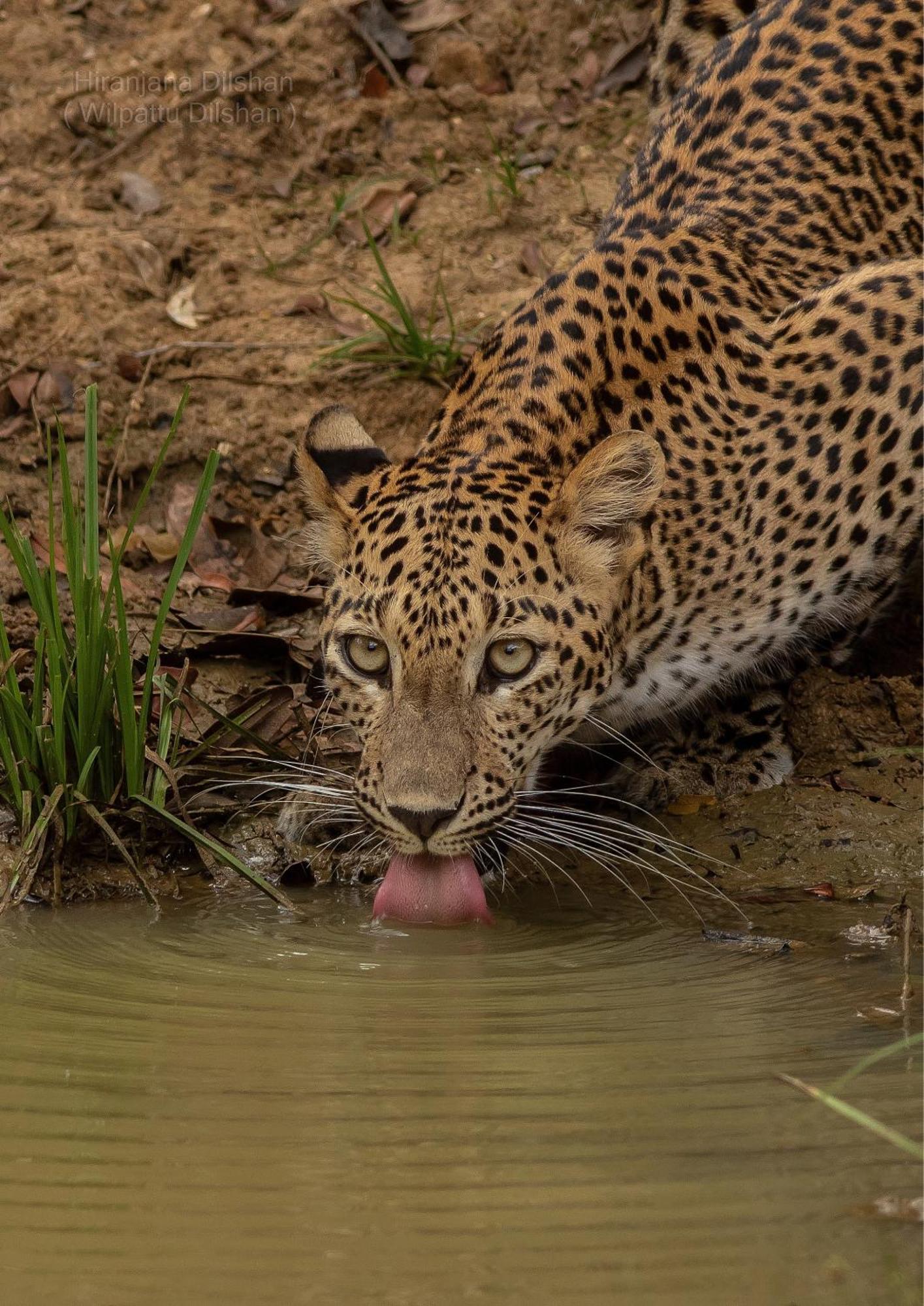 Vila Epic Wild Wilpattu Nochchiyagama Exteriér fotografie