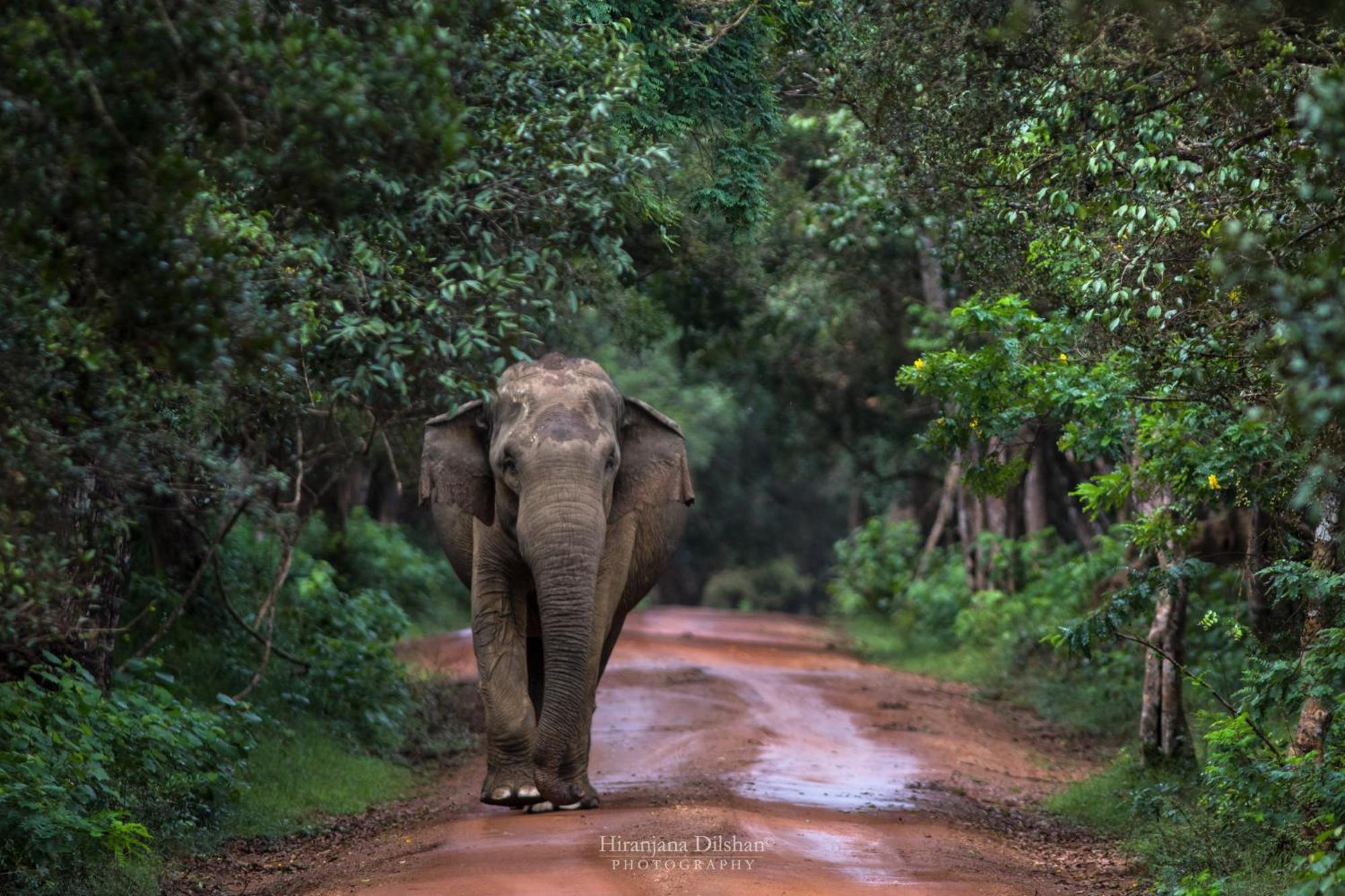 Vila Epic Wild Wilpattu Nochchiyagama Exteriér fotografie