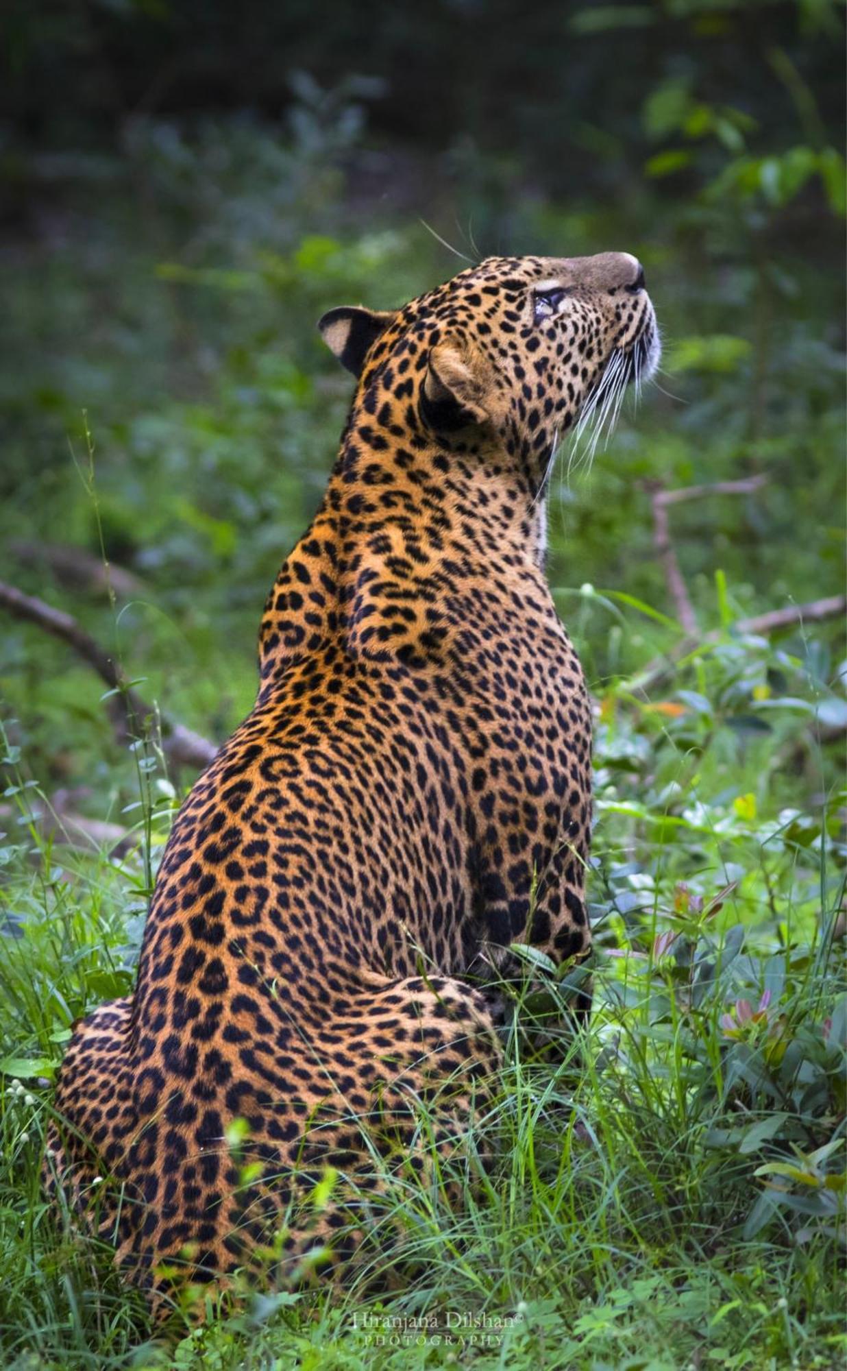 Vila Epic Wild Wilpattu Nochchiyagama Exteriér fotografie